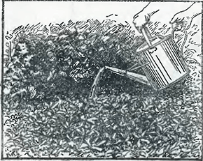 Рисунок 1. Полив растений из садовой лейки