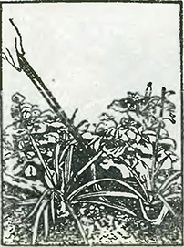 Рисунок 1. Полив цветов открытого грунта