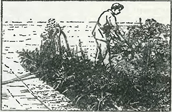 Рисунок 1. Как предохранить растения от порчи во время полива из шлангов