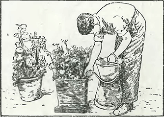 Рисунок 1. Полив цветов в кадках и горшках при помощи сифона