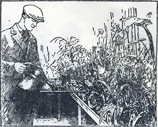 Рисунок 1. Полив растений в теплицах