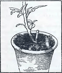 Рисунок 1. Полив растений, высаженных в горшки