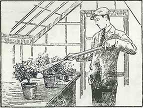 Рисунок 1. Опрыскивание растений в горшках