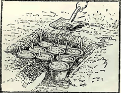 Рисунок 1. Прикопка горшков с луковицами