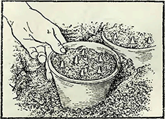 Рисунок 2. Прикопка горшков с луковицами