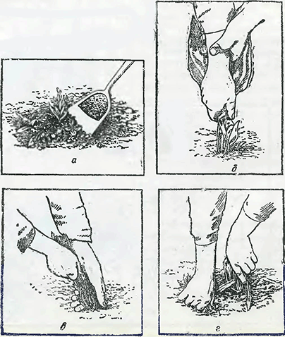 Рисунок 1. Уничтожение сорняков на цветниках