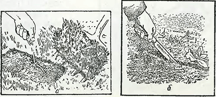 Рисунок 1. Борьба с сорняками на газонах