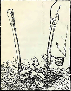 Рисунок 1. Выдёргивание глубоко укоренившихся сорняков на газонах