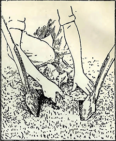 Рисунок 2. Выдёргивание глубоко укоренившихся сорняков на газонах