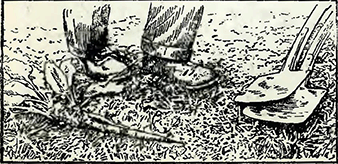 Рисунок 3. Выдёргивание глубоко укоренившихся сорняков на газонах