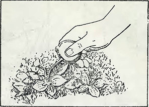 Рисунок 1. Применение керосина для уничтожения сорняков на газонах