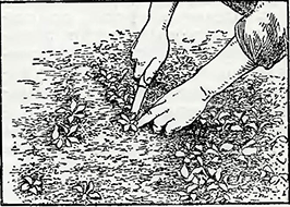 Рисунок 2. Удаление маргариток с газонов