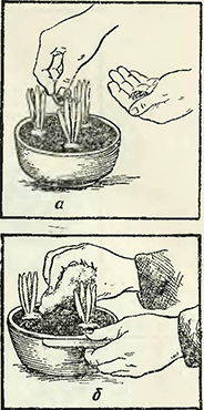 Рисунок 1. Поражение растений мильдью и меры борьбы с ней