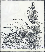 Рисунок 2. Посадка земляники