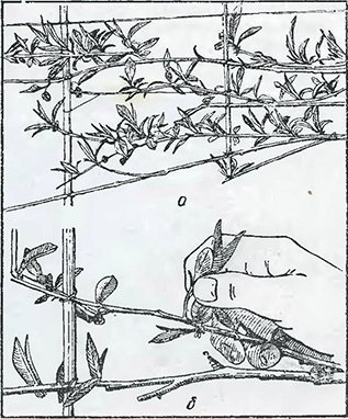 Рисунок 1. Прореживание побегов у персика
