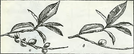Рисунок 1. Нормировка плодов персика