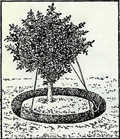 Рисунок 1. Обрезка корней