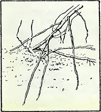 Рисунок 2. Обрезка корней