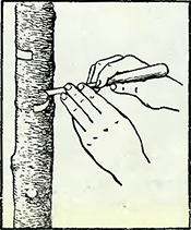 Рисунок 1. Кольцевание коры яблонь и груш