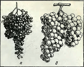 Рисунок 1. Подвязка ветвей винограда