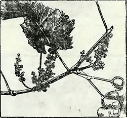 Рисунок 1. Нормировка винограда