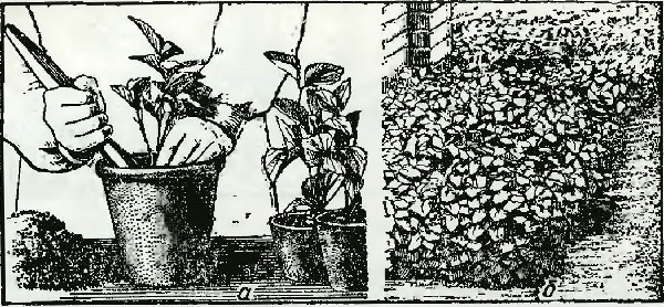 Рисунок 2. Ранняя выгонка земляники