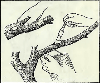 Рисунок 1. Предохранение деревьев от проникновения возбудителей болезней в места срезов