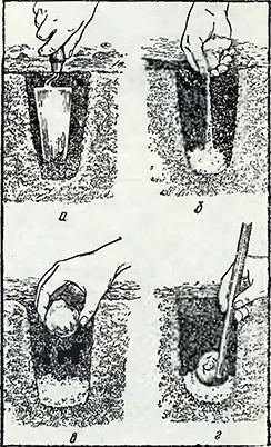 Рисунок 1. Посадка луковиц в открытый грунт