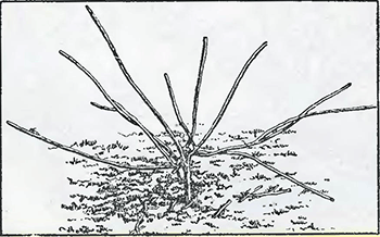 Рисунок 2. Обрезка вновь посаженных ягодных кустарников