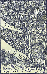 Рисунок 2. Обрезка малины