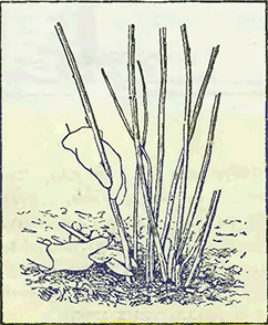 Рисунок 3. Обрезка малины