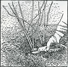 Рисунок 2. Обрезка Логановой ягоды (гибрида малины с ежевикой)