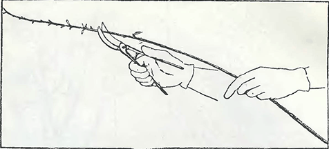 Рисунок 4. Обрезка Логановой ягоды (гибрида малины с ежевикой)