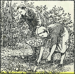 Рисунок 1. Как натурализовать луковицы
