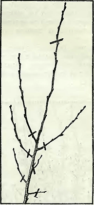 Рисунок 2. Обрезка высокорастущих, кустовидных и других форм груш