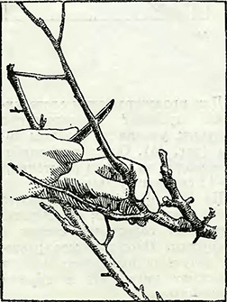 Рисунок 3. Обрезка высокорастущих, кустовидных и других форм груш