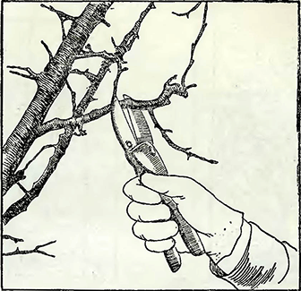 Рисунок 4. Обрезка высокорастущих, кустовидных и других форм груш