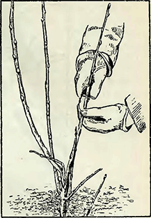 Рисунок 3. Обрезка вновь посаженных яблонь и груш
