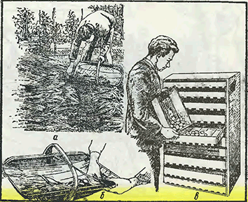 Рисунок 1. Хранение луковиц в летнее время