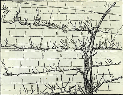 Рисунок 1. Обрезка плодовых деревьев при формовой культуре