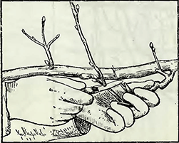 Рисунок 2. Обрезка плодовых деревьев при формовой культуре