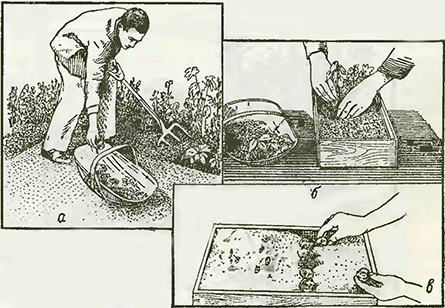 Рисунок 2. Проращивание луковиц бегонии