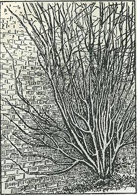 Рисунок 1. Обрезка деревьев винной ягоды