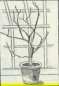 Рисунок 3. Обрезка деревьев винной ягоды