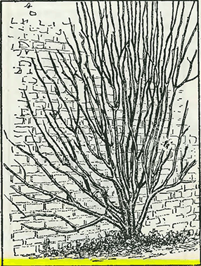 Рисунок 4. Обрезка деревьев винной ягоды