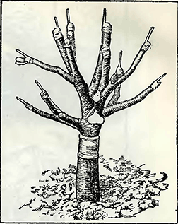 Рисунок 1. Перепрививка в крону старых деревьев