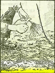 Рисунок 1. Размножение малины