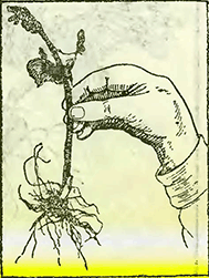 Рисунок 2. Размножение малины