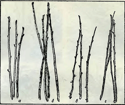 Рисунок 1. Размножение черенками ягодных кустарников