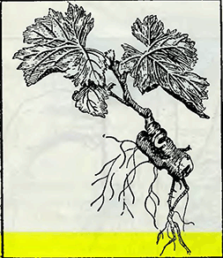 Рисунок 2. Размножение винограда